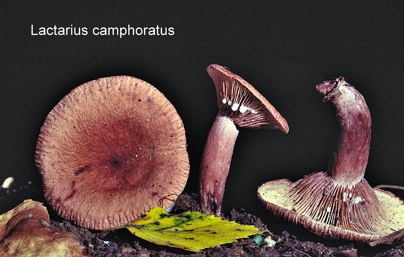 Lactarius camphoratus-amf1073.jpg - Lactarius camphoratus ; Nom français: Lactaire à odeur de chicorée, lactaire camphré
